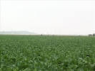 image 008