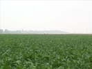 image 009