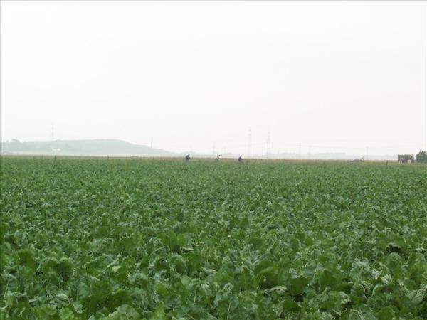 image 008